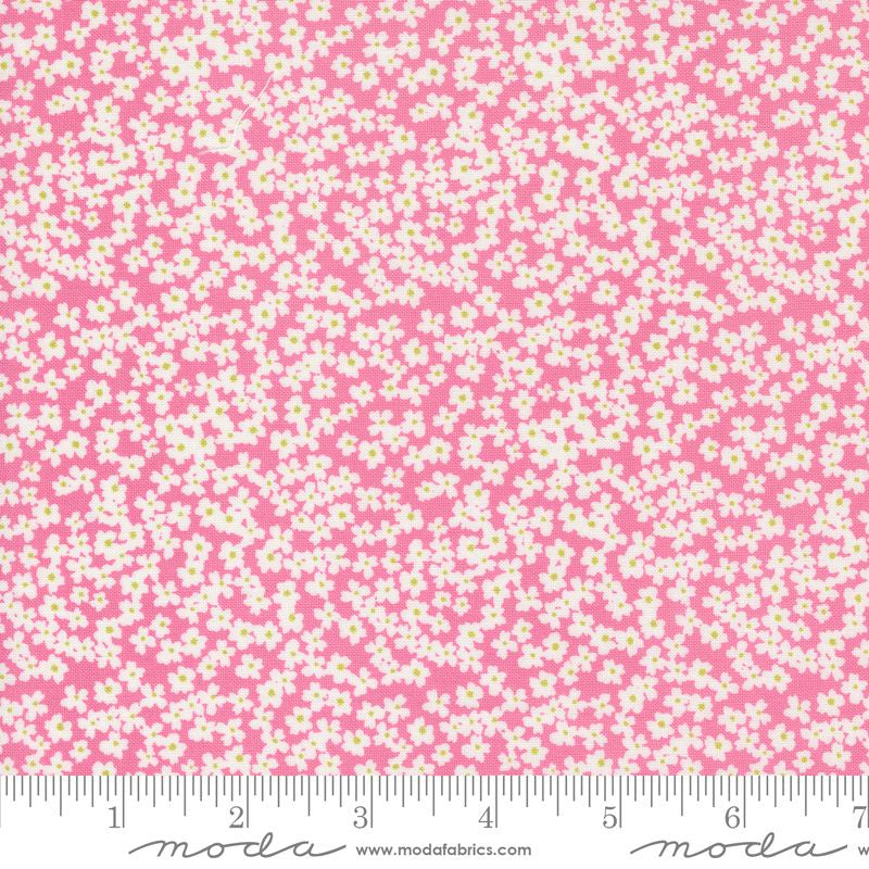 Shine Bloom in Lollipop