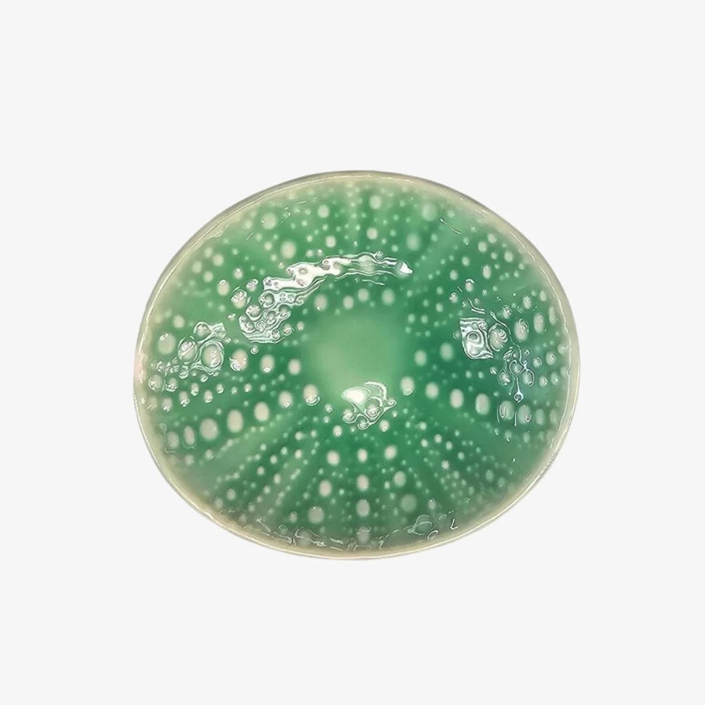 Kina Porcelain Bowl 10cm - Aqua
