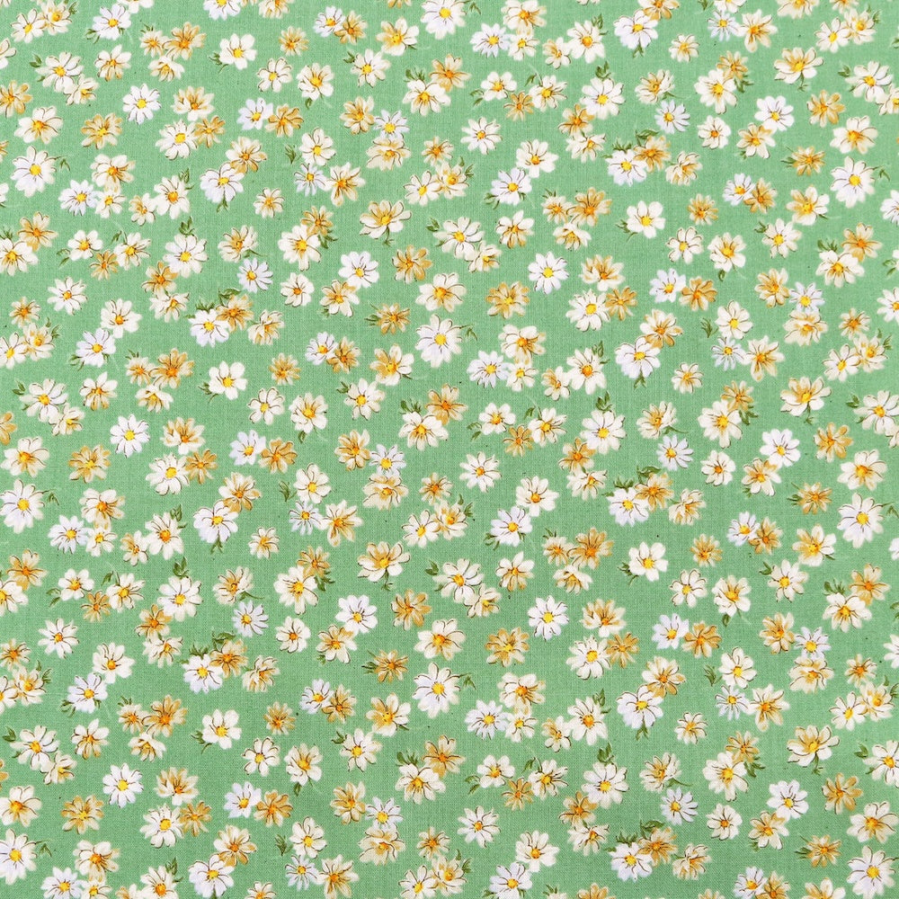 Marguerite Daisy in Sage
